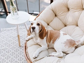 Как правильно выбрать шампунь для собаки Как правильно выбрать шампунь для собаки