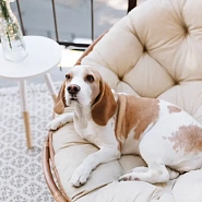 Как правильно выбрать шампунь для собаки